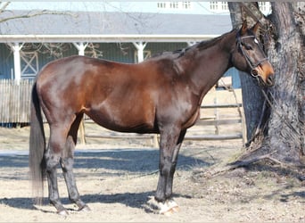 Thoroughbred, Mare, 14 years, 16 hh, Bay-Dark