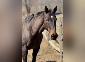 Thoroughbred, Mare, 14 years, 16 hh, Bay-Dark