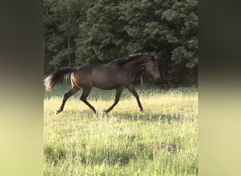 Thoroughbred, Mare, 14 years, 16 hh, Brown