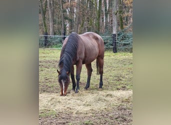 Thoroughbred, Mare, 14 years, 16 hh, Brown