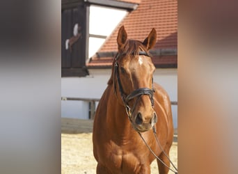 Thoroughbred, Mare, 14 years, 16 hh, Chestnut-Red