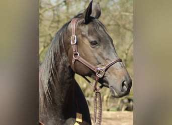 Thoroughbred, Mare, 14 years, 16,1 hh, Black