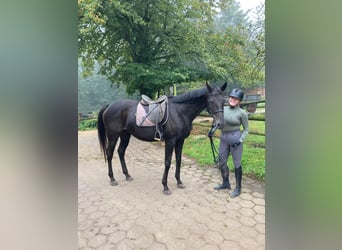 Thoroughbred, Mare, 14 years, 16,1 hh, Black