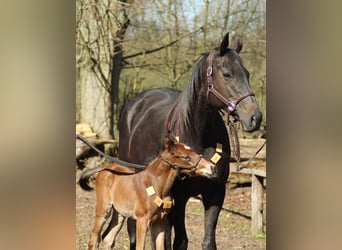 Thoroughbred, Mare, 14 years, 16,1 hh, Black
