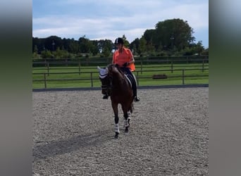 Thoroughbred, Mare, 14 years, 16,2 hh, Brown-Light