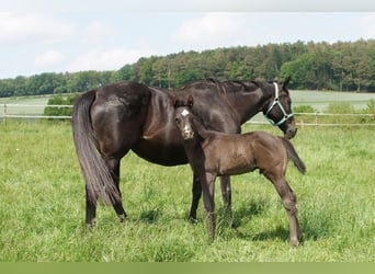 Thoroughbred, Mare, 14 years, Black