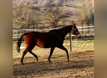 Thoroughbred, Mare, 14 years, Brown