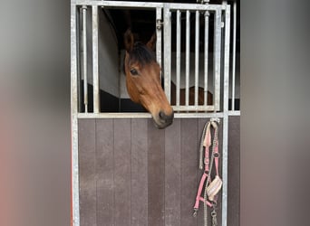 Thoroughbred, Mare, 15 years, 15,3 hh, Brown