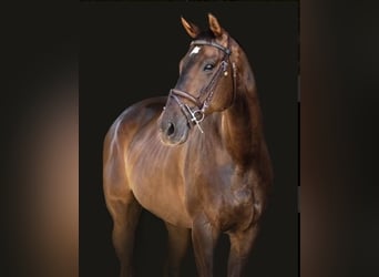 Thoroughbred, Mare, 15 years, 16 hh, Bay