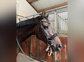 Thoroughbred Mix, Mare, 15 years, 16 hh, Brown