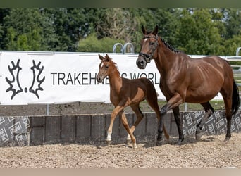 Thoroughbred, Mare, 15 years