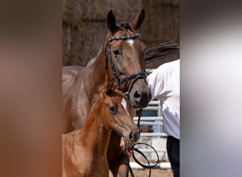 Thoroughbred, Mare, 15 years