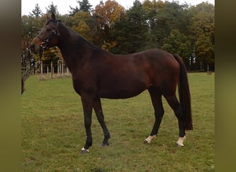 Thoroughbred, Mare, 15 years, Brown