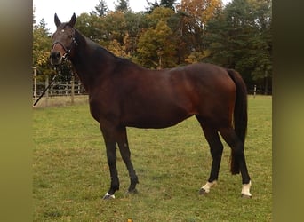Thoroughbred, Mare, 15 years, Brown