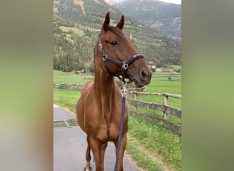 Thoroughbred, Mare, 16 years, 15,2 hh, Chestnut-Red