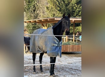Thoroughbred, Mare, 16 years, 15,2 hh, Black