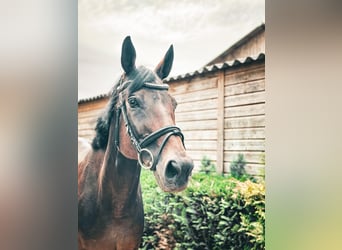 Thoroughbred, Mare, 16 years, 16.1 hh, Bay-Dark