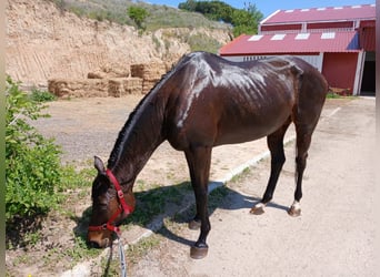 Thoroughbred, Mare, 16 years, 16.1 hh, Brown