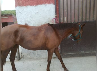 Thoroughbred, Mare, 16 years, 16.2 hh, Chestnut-Red