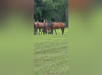 Thoroughbred, Mare, 16 years, 16 hh, Bay