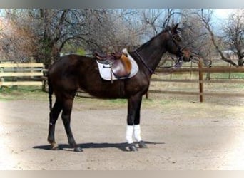 Thoroughbred, Mare, 16 years, 17 hh, Bay