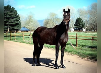 Thoroughbred, Mare, 16 years, 17 hh, Black