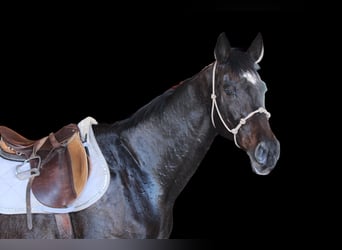 Thoroughbred, Mare, 16 years, 17 hh, Black