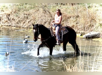 Thoroughbred, Mare, 16 years, 17 hh, Black