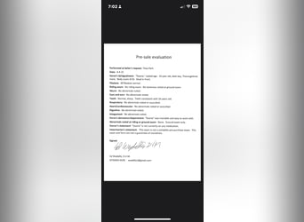 Thoroughbred, Mare, 16 years, 17 hh, Black