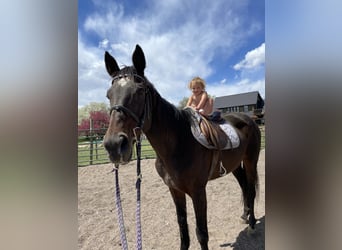 Thoroughbred, Mare, 16 years, 17 hh, Black