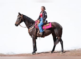 Thoroughbred, Mare, 16 years, 17 hh, Black