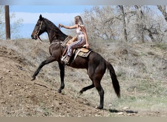 Thoroughbred, Mare, 16 years, 17 hh, Black