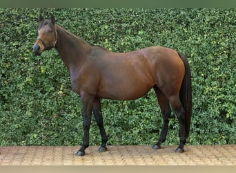 Thoroughbred, Mare, 17 years, 15,2 hh, Brown