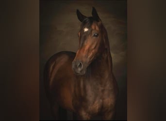 Thoroughbred, Mare, 17 years, 15,2 hh, Brown