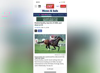 Thoroughbred, Mare, 17 years, 15,2 hh, Brown