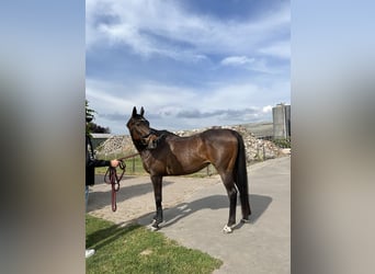 Thoroughbred, Mare, 17 years, 15,2 hh, Brown