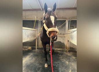 Thoroughbred, Mare, 17 years, 16.1 hh, Bay-Dark