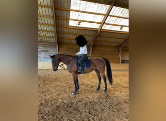 Thoroughbred, Mare, 17 years, 16 hh, Brown