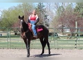 Thoroughbred, Mare, 17 years, 17 hh, Bay