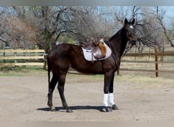 Thoroughbred, Mare, 17 years, 17 hh, Bay