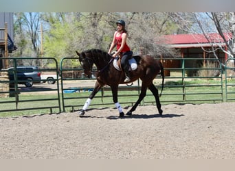 Thoroughbred, Mare, 17 years, 17 hh, Bay