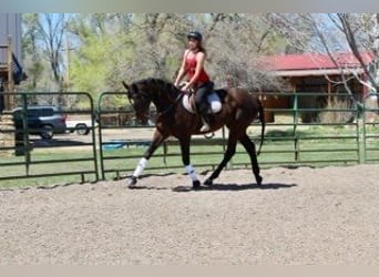 Thoroughbred, Mare, 17 years, 17 hh, Bay