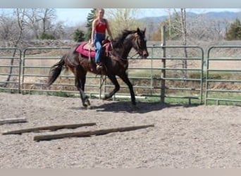 Thoroughbred, Mare, 17 years, 17 hh, Bay