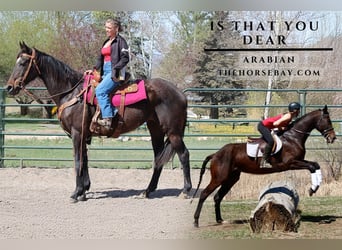 Thoroughbred, Mare, 17 years, 17 hh, Bay