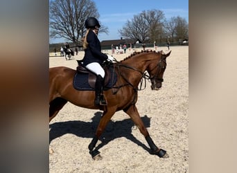 Thoroughbred, Mare, 18 years, 15.3 hh, Chestnut-Red