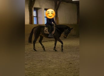 Thoroughbred, Mare, 18 years, 15,1 hh, Brown