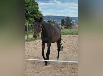 Thoroughbred, Mare, 18 years, 15,1 hh, Brown