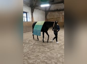 Thoroughbred, Mare, 18 years, 15,1 hh, Brown