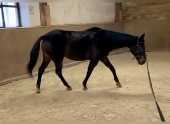 Thoroughbred, Mare, 18 years, 15,1 hh, Brown