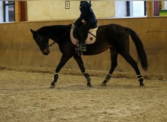 Thoroughbred, Mare, 18 years, 15,1 hh, Brown